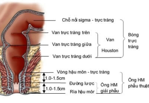 Cấu trúc trực tràng từ A-Z